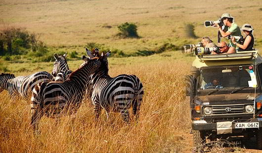 The Reasons Behind The Popularity Of The Best Kenya Safari Tours